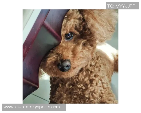 悬赏金激增至两万美元拉姆塞全力寻回心爱爱犬